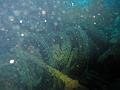 Thistlegorm (56)